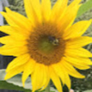 Meet your Posher, Gretchen